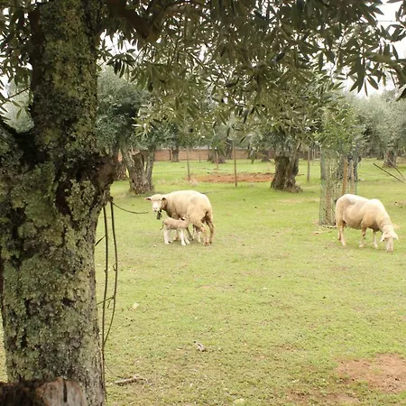 Adobe Typical Alpalhao (Aveiro)